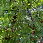 Le Pergole Σπίτι διακοπών *