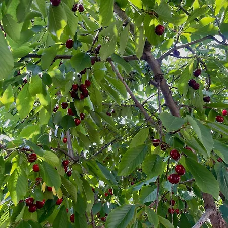 Le Pergole 度假居 *